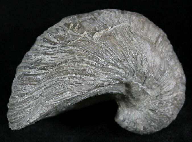 Gryphaea (Devil's Toenail) Fossil Oyster - Jurassic #25974